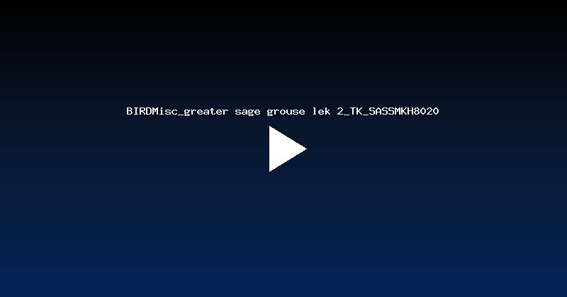 BIRDMisc_greater sage grouse lek 2_TK_SASSMKH8020