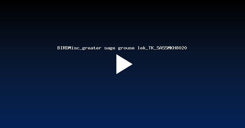 BIRDMisc_greater sage grouse lek_TK_SASSMKH8020