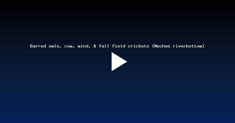 Barred owls, cow, wind, & fall field crickets (Neches riverbottom)