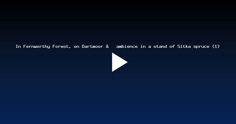 In Fernworthy Forest, on Dartmoor — ambience in a stand of Sitka spruce (1)