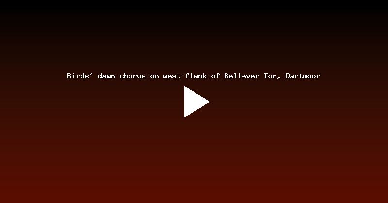 Birds' dawn chorus on west flank of Bellever Tor, Dartmoor