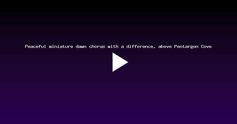 Peaceful miniature dawn chorus with a difference, above Pentargon Cove